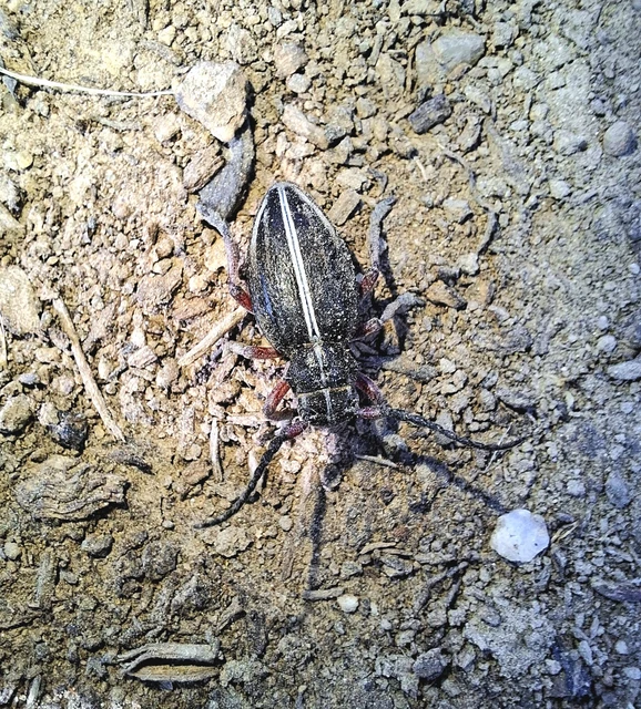 Dorcadion pedestre - kétsávos gyalogcincér Dorcadion pedestre - kétsávos gyalogcincér