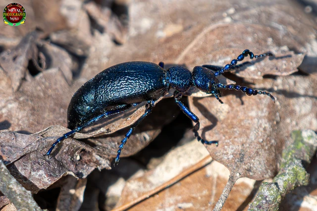 Meloe proscarabaeus - közönséges nünüke