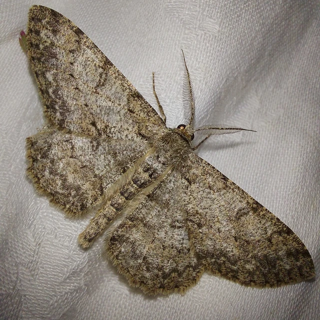 Hypomecis punctinalis - pettyes faaraszoló