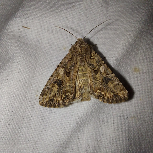 Hadula trifolii - lóherebagoly