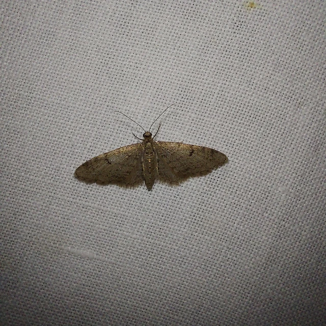 Eupithecia indigata - erdeifenyő-törpearaszoló