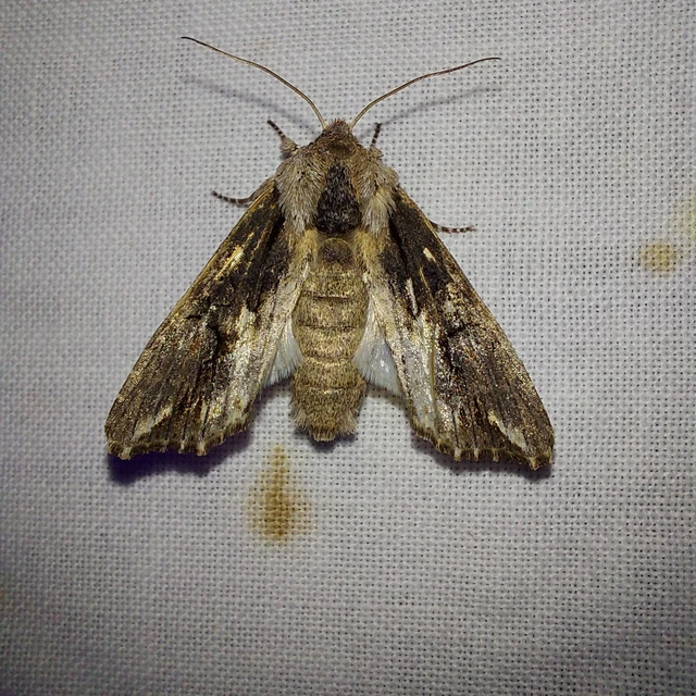 Egira conspicillaris - változékony szürkebagoly