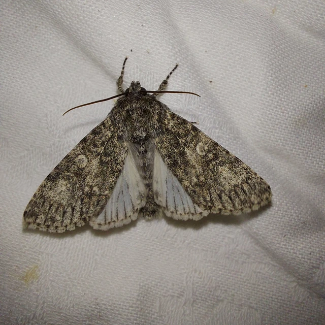 Acronicta megacephala - nagyfejű szigonyosbagoly