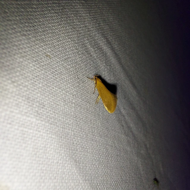 Crassa tinctella/unitella