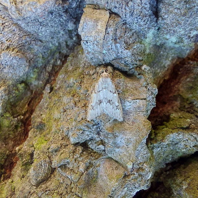 Nola cicatricalis - szürke pamacsosszövő