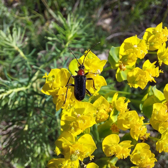 Dinoptera collaris - vörösnyakú virágcincér