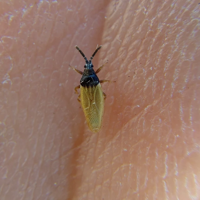 Catoplatus horvathi