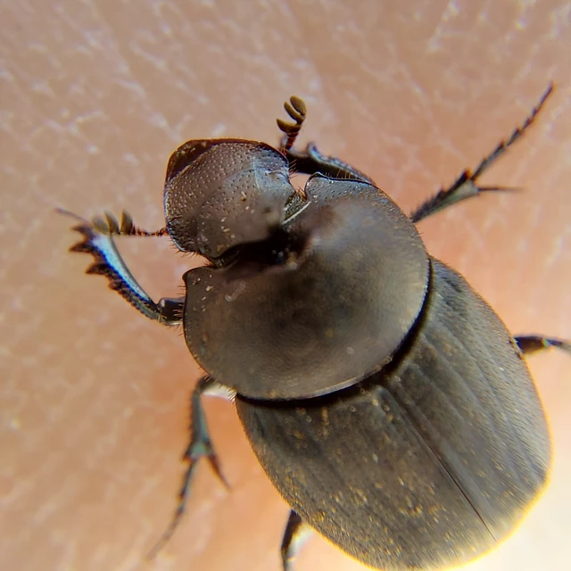 Onthophagus verticicornis - fekete trágyatúró