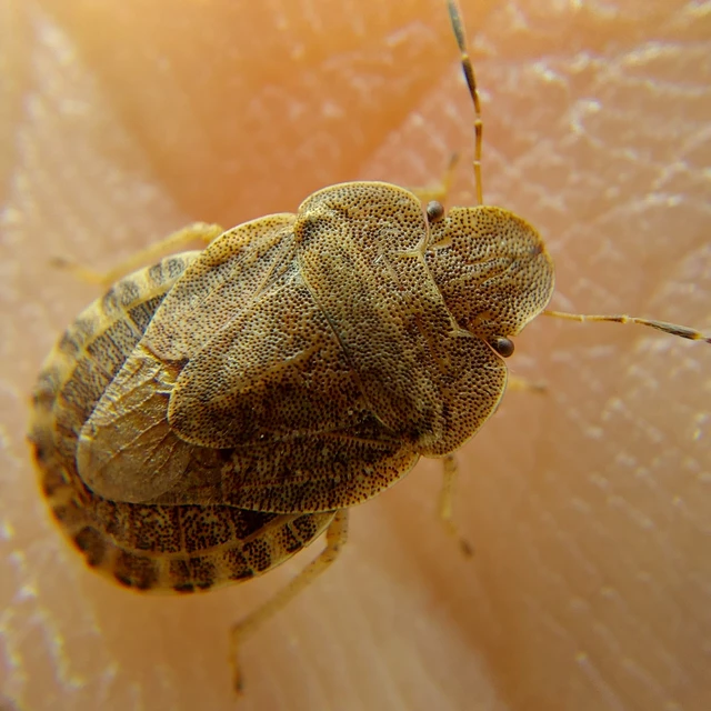 Sciocoris Sciocoris