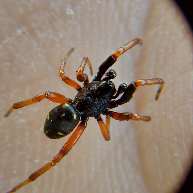 Asagena meridionalis