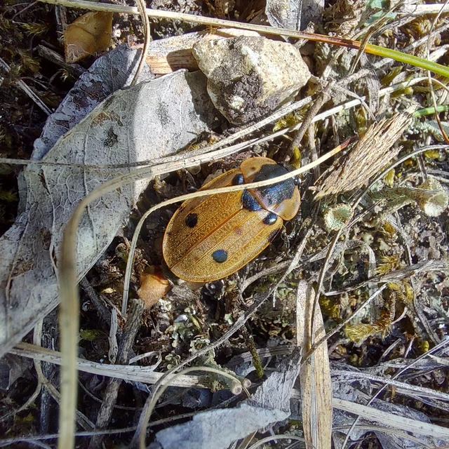 Dendroxena quadrimaculata - négypettyes dögbogár