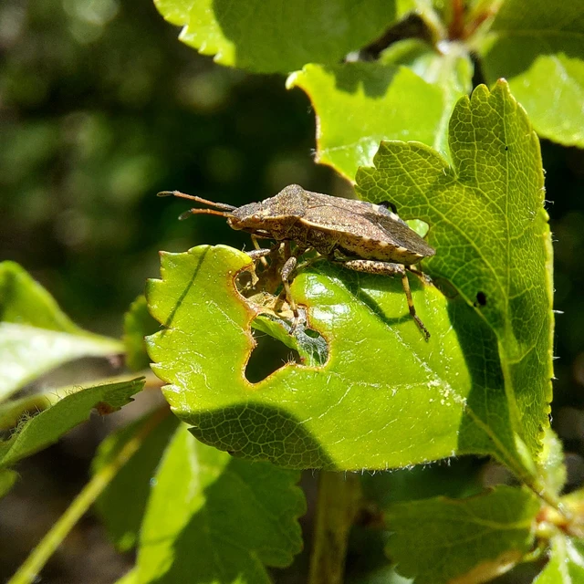 Ceraleptus gracilicornis - tüskéslábú karimáspoloska