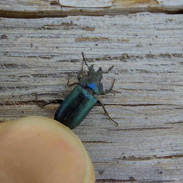 Platycerus caraboides - kis fémesszarvasbogár