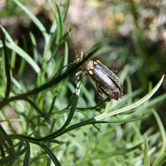 Cortodera humeralis - négyfoltos cserjecincér