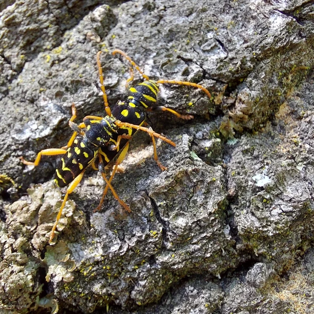 Plagionotus arcuatus - bársonyos darázscincér