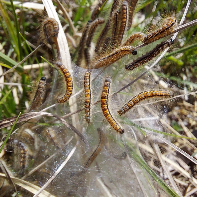 Malacosoma castrensis - kutyatejszövő