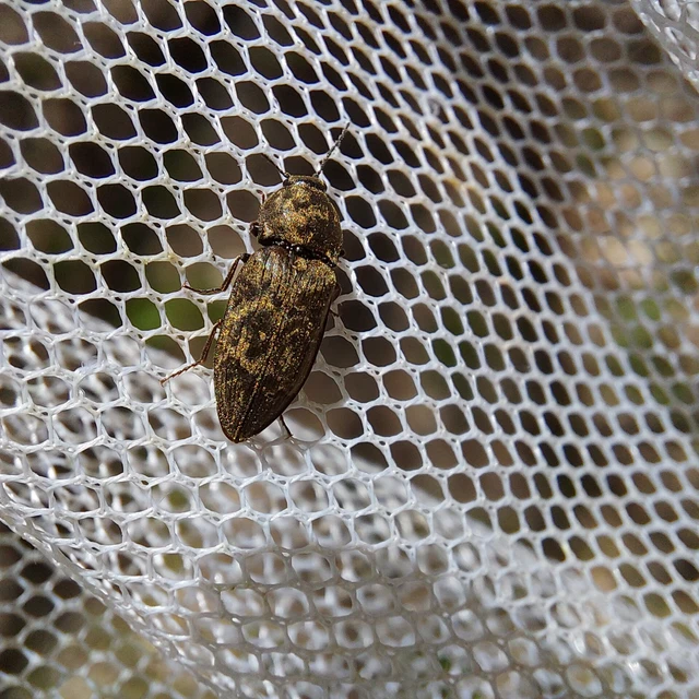 Prosternon tessellatum - kis kockáspattanó
