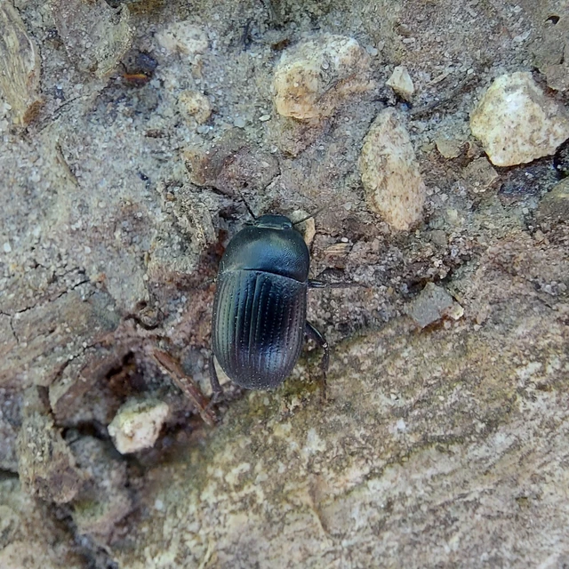 Pedinus