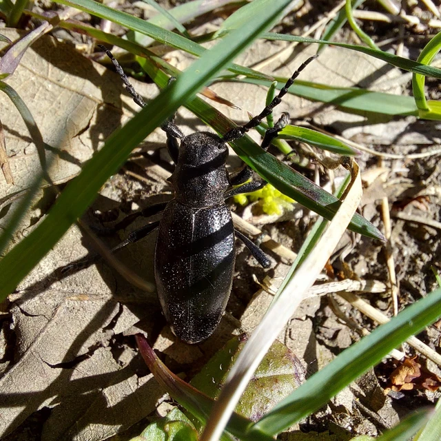 Dorcadion aethiops - fekete gyalogcincér