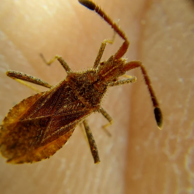 Coriomeris