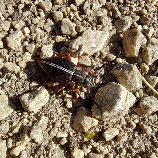 Dorcadion pedestre - kétsávos gyalogcincér Dorcadion pedestre - kétsávos gyalogcincér
