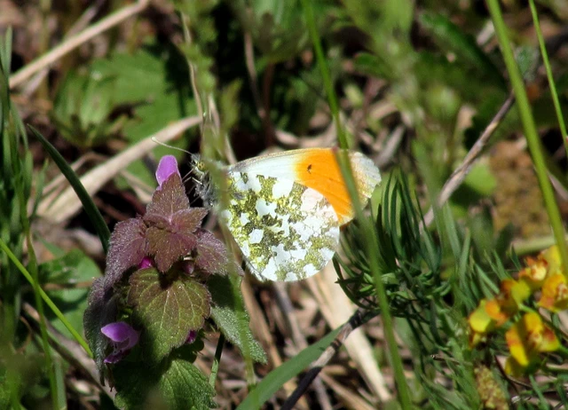 Anthocharis cardamines - hajnalpírlepke