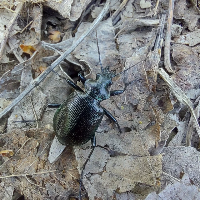 Calosoma inquisitor - kis bábrabló