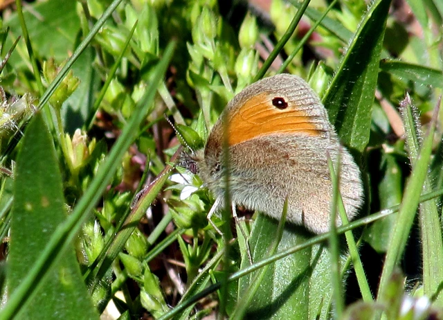 Coenonympha pamphilus - kis szénalepke