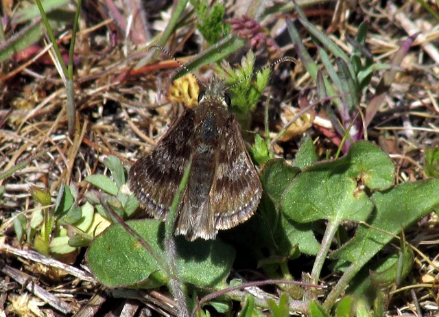 Erynnis tages - cigánylepke