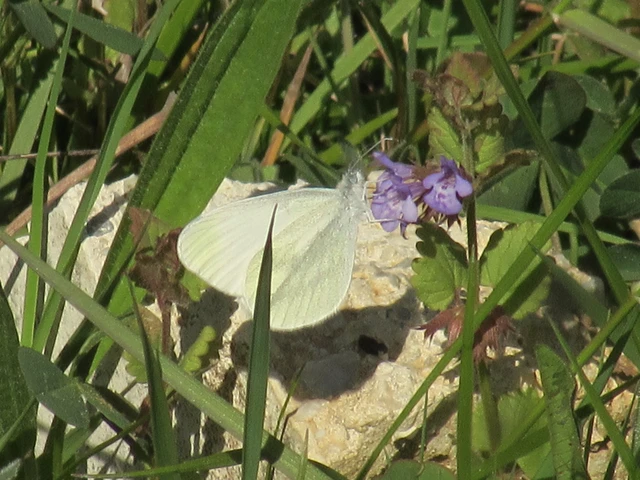 Leptidea sinapis - mustárlepke