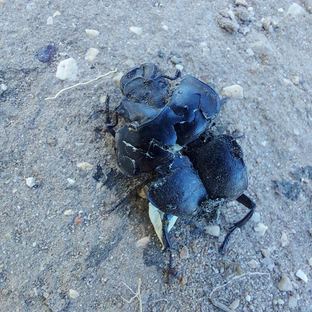 Lethrus apterus - nagyfejű csajkó