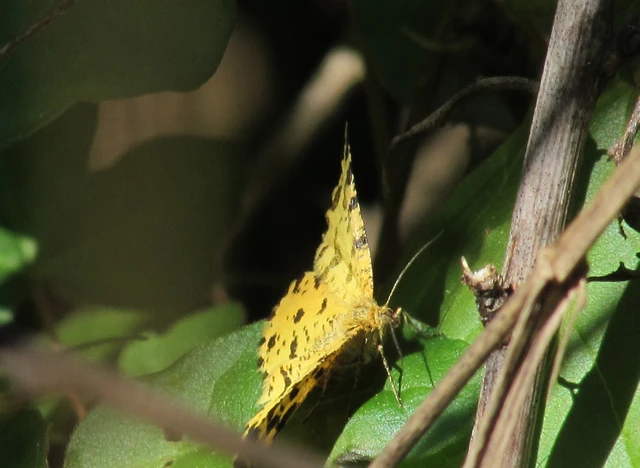 Pseudopanthera macularia - párducfoltos araszoló