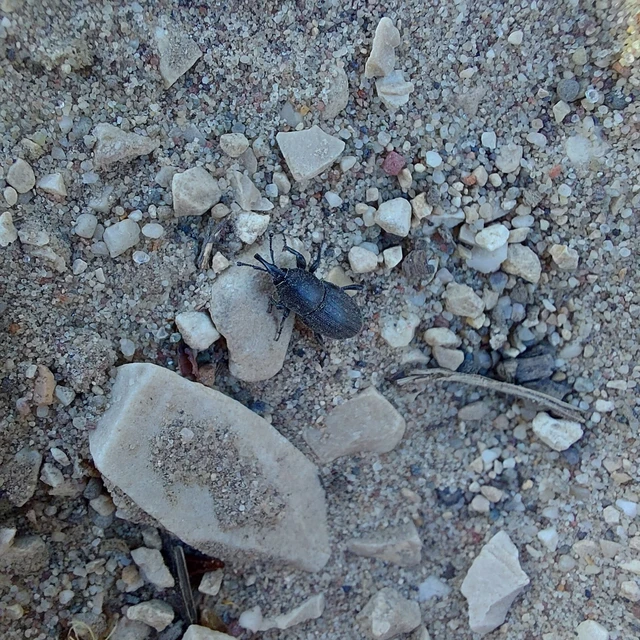 Sphenophorus