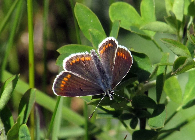 Aricia agestis - szerecsenboglárka