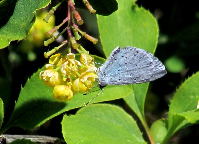 Celastrina argiolus - bengeboglárka
