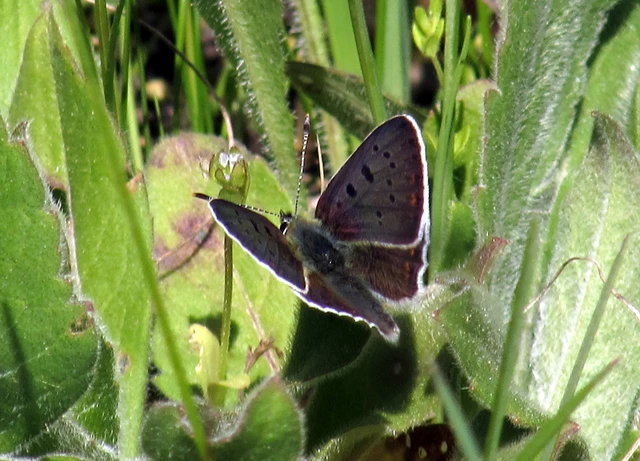 Lycaena tityrus - barna tűzlepke