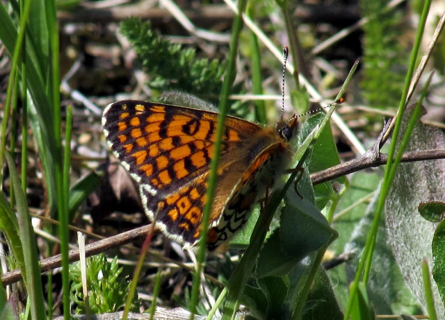 Melitaea cinxia - réti tarkalepke