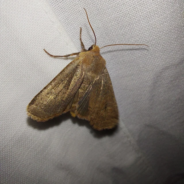 Conistra erythrocephala - vörösfejű őszibagoly
