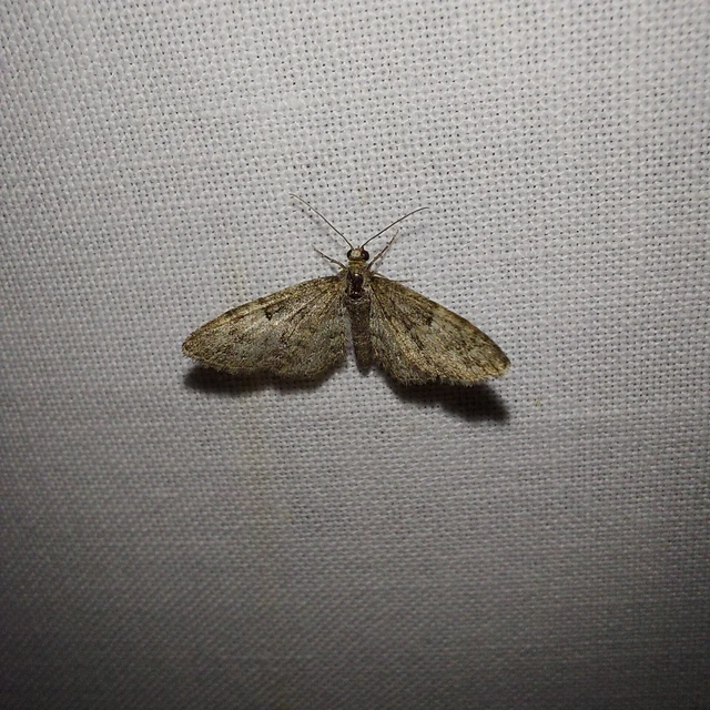 Eupithecia dodoneata - tölgy-törpearaszoló