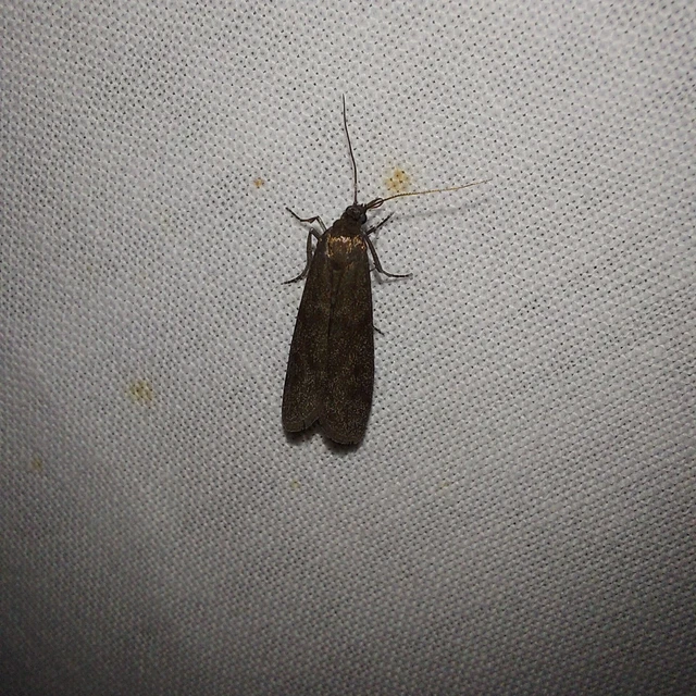 Episcythrastis tetricella - tavaszi karcsúmoly