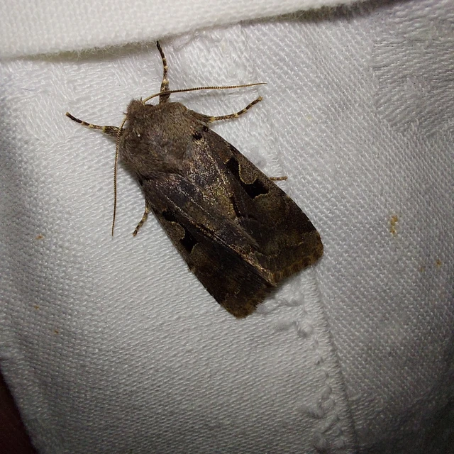 Orthosia gothica - feketefoltos barkabagoly