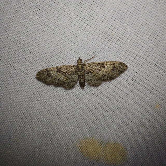 Eupithecia dodoneata - tölgy-törpearaszoló