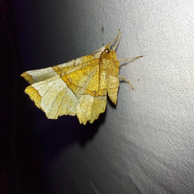 Selenia lunularia - egyfoltos holdasaraszoló