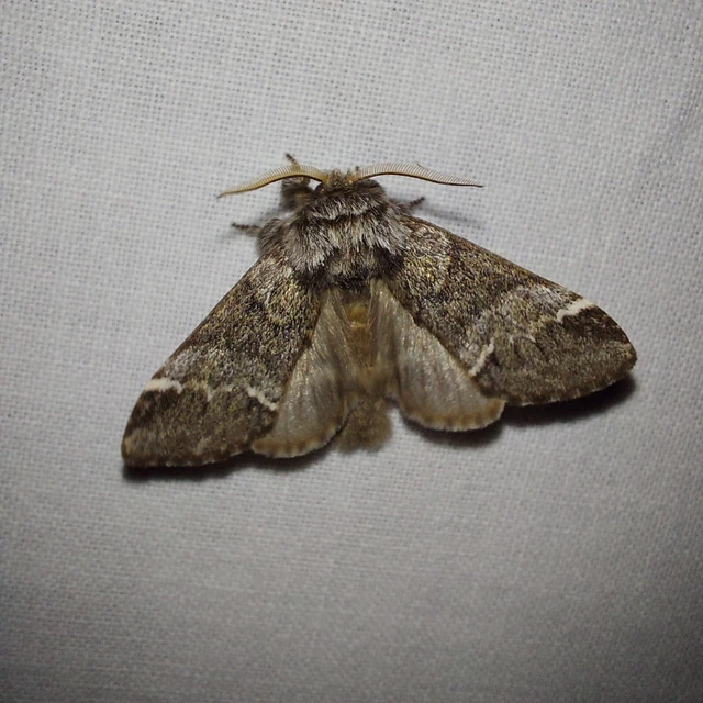 Drymonia dodonea - bélyeges púposszövő