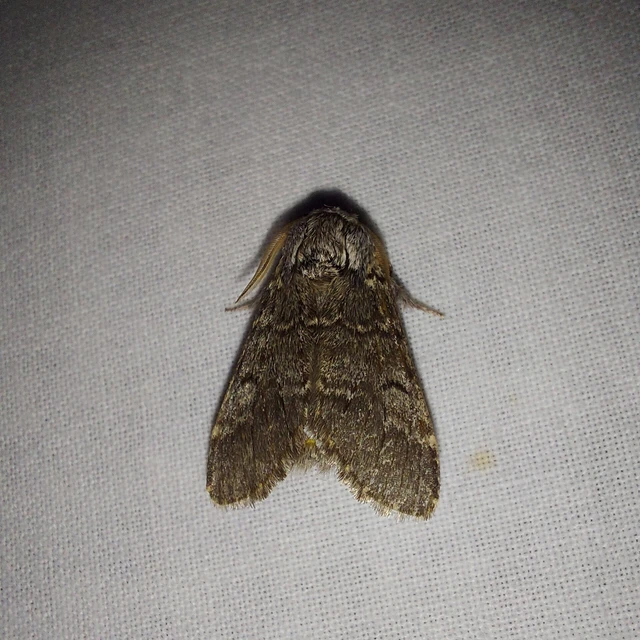 Drymonia ruficornis - cserfa-púposszövő