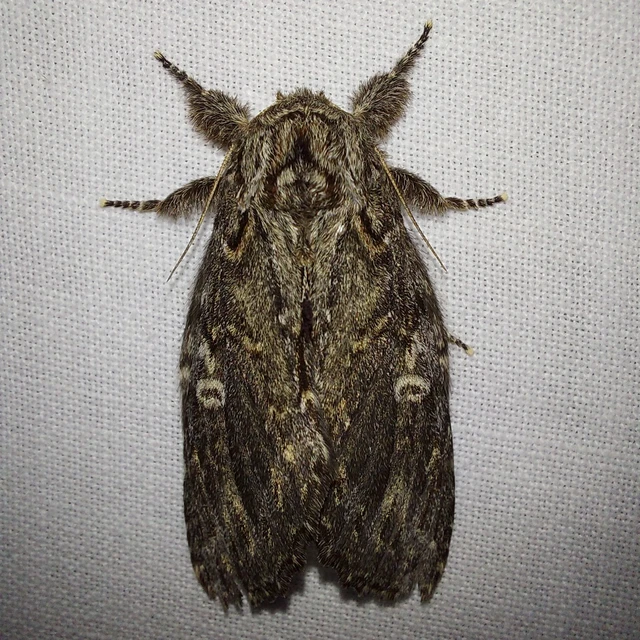 Peridea anceps - füstös púposszövő