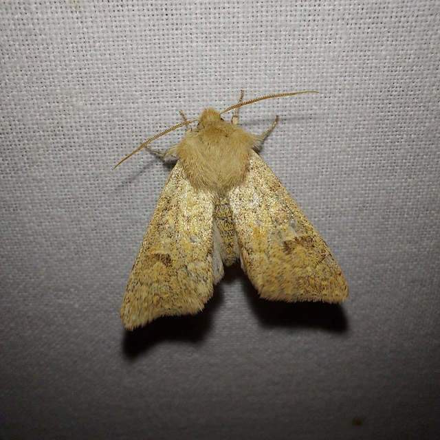 Orthosia miniosa - sárgás barkabagoly