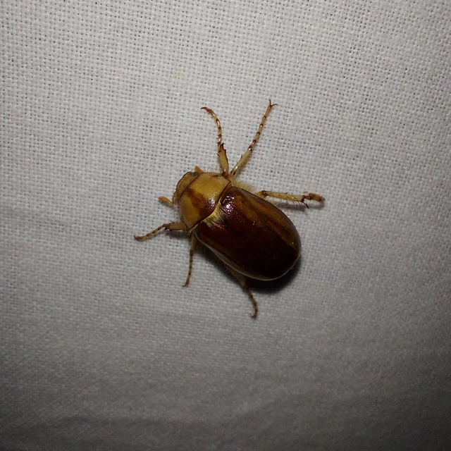 Rhizotrogus aestivus - tavaszvégi cserebogár