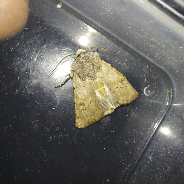 Agrotis cinerea - szürkés földibagoly