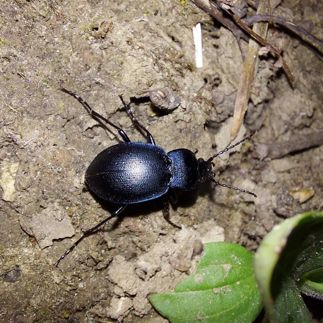 Carabus convexus - selymes futrinka Carabus convexus - selymes futrinka